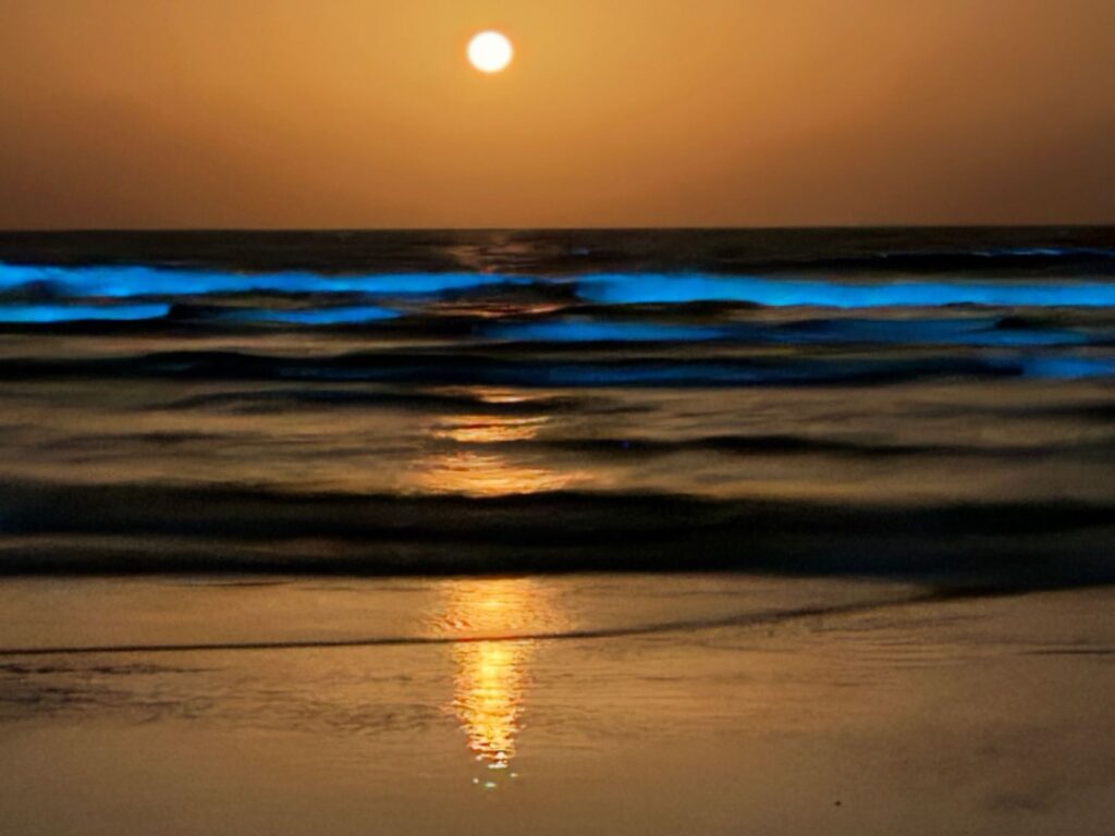 Glowing bioluminescent plankton on Oman’s beaches at night